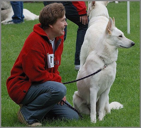 Weißer Schäferhund beobachtet Austellung mit Hundeführer