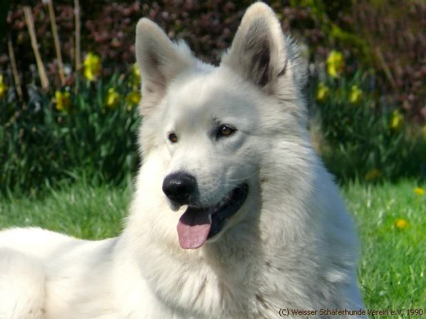 Deckrde Weier Schferhund im Verein Weisse Schferhunde-Berger Blanc Suisse