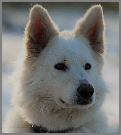 weisser Schferhund Deckrde Langstockhaar,weisse schferhunde,weisser schferhund zchter