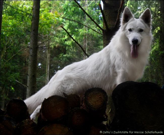 weisse schferhunde,weisser schferhund Deckrde Egeborgs Captain Indi,weisser schferhund zchter,verein,Ruede