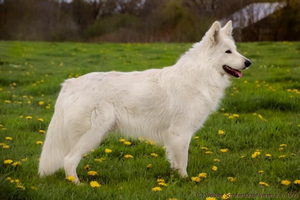 weisser schferhund Deckrde Erijanes Lennart Lipstick,weisser Schferhund,weisse Schferhunde