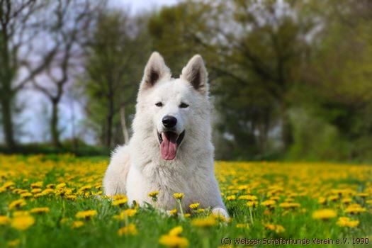 weisser Schferhund Deckrde Duncan Lord, weisse schferhunde,weisser schferhund zchter