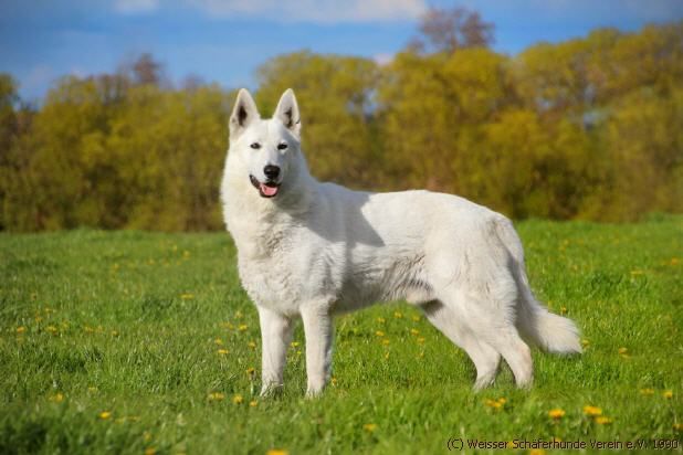 weisser schferhund Deckrde Erijanes Jackson Star,weisse schferhunde,weisse schferhund Welpen