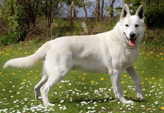 Erijanes Magnetic McIntyre weisser Schferhund Deckrde,weisse Schferhunde,Weisse Schferhund 