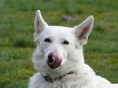 weier Schferhund stockhaar - kurzhaar