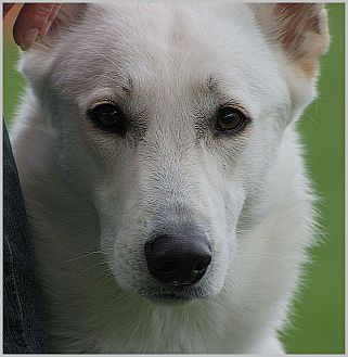 Ausstellung weisser Schäferhund - Ausstelungen Weiße Schweizer Schäferhunde