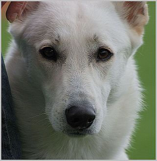 Ausstellung weisser Schferhund - Ausstelungen Weie Schweizer Schferhunde