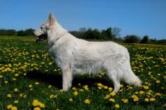 Deckrde weisser Schferhund