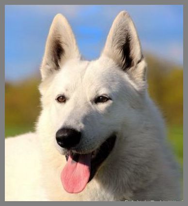 weisse Schferhund Deckrde Stockhaar,weisse Schferhunde,weisse Schferhund Welpen