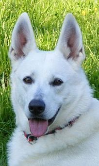 weisser Schaeferhund Fee Weiße Schäferhunde 