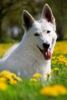 Weisser Schäferhund Zuchthündin - Weiße Schäferhunde zucht Celtic`s