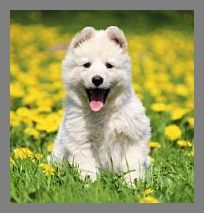 Weisser Schferhund Welpe im Blumenfeld