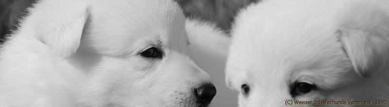 Weißer Schäferhund, weisse Schäferhunde, Weißer Schäferhund Welpe, Weiße Schäferhund Welpen, Weissr Schäferhund Züchter 