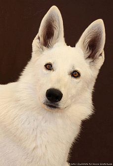 Weißer Schäferhund Hündin - Zuchthündin Weisse Schäferhunde